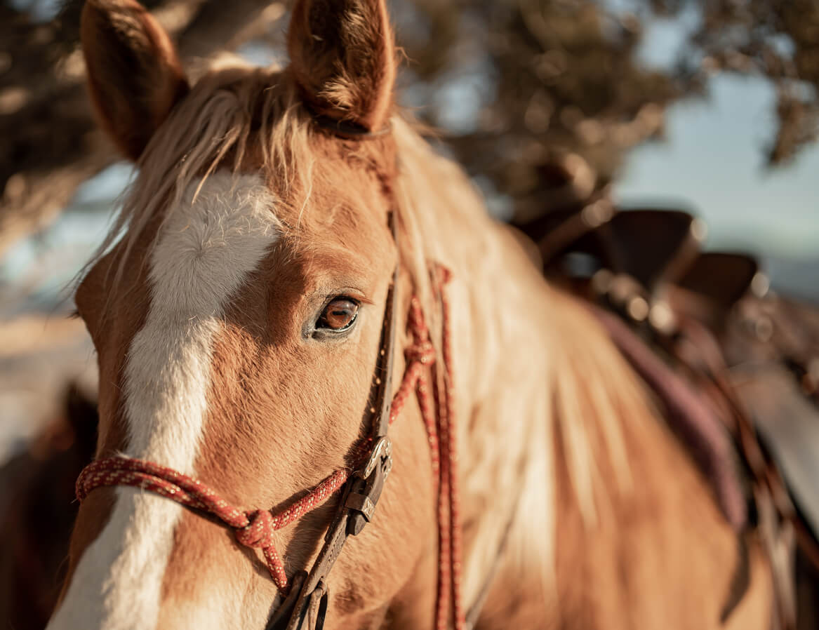 Close-up portrait of a horse wearing a rope halter and saddle at golden hour